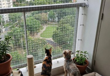 Cat safety net in Vijayawada